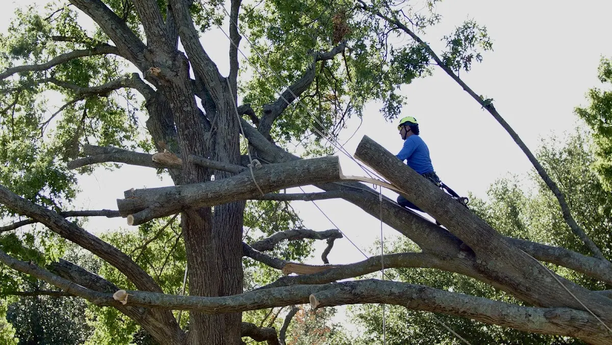 Professional Crown Thinning performed by certified arborists in Urbana