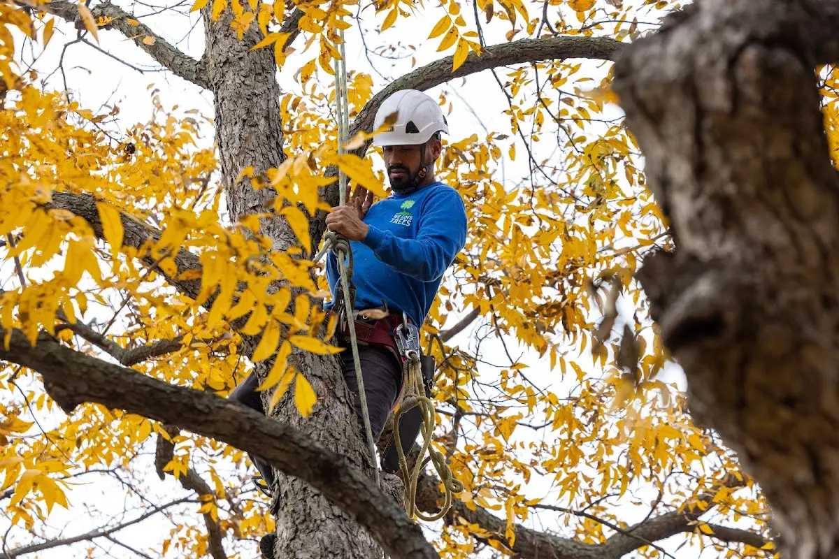 Skilled Storm Damage Cleanup crew working in Urbana