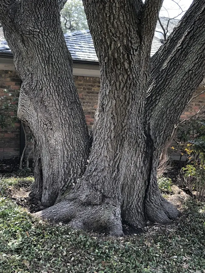Mature heritage tree close to a Urbana property cared for by certified arborists